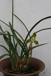 Cymbidium goeringii Tan Cao 天草  (TEN SHIN GARDENS